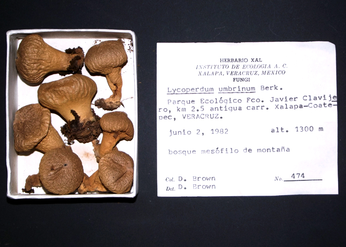 Lycoperdon sp